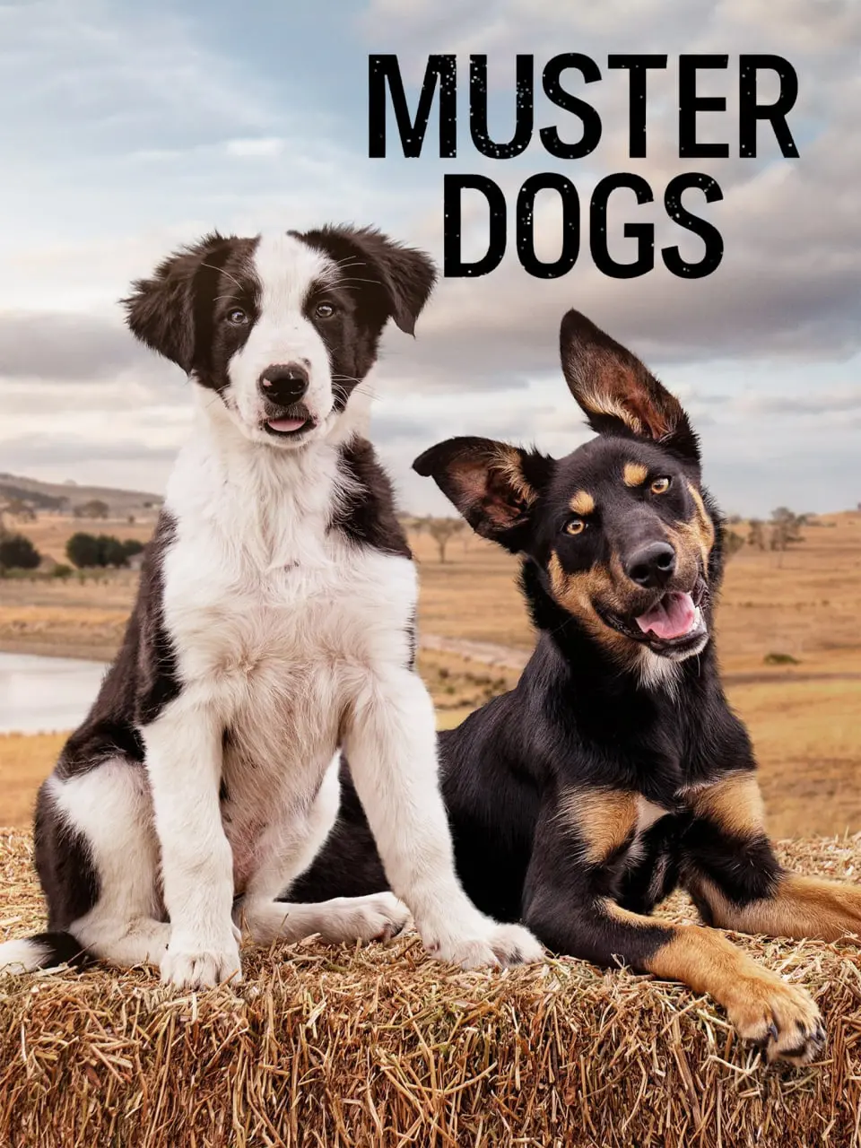 召集狗 第三季 海报